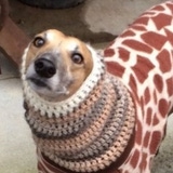notarealgiraffe's Avatar'
