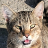 JawsBite's Avatar'