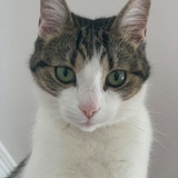 Kizuro's Avatar'