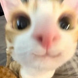 Lashitsme's Avatar'